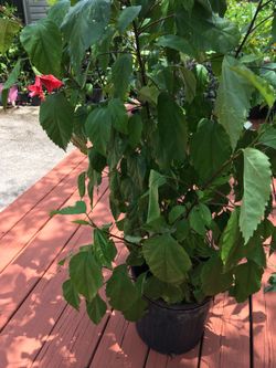 This Pretty Hibiscus, 5 To 6 Plant In A Pot ! You Can Separate Them ! Just $20! 
