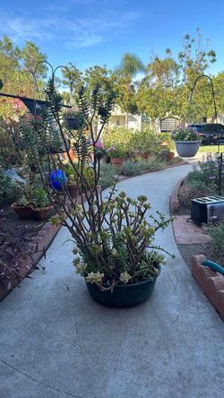 Succulent plants