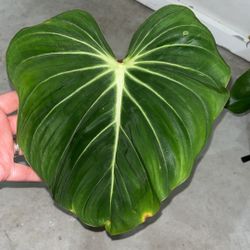 Philodendron gloriosum