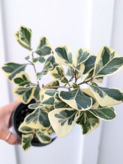 Ficus Triangularis Variegated Plant 4" Pot - Indoor House Plants
