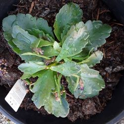 Huge Blooming Plants In Weeki Wachee Spring Hill