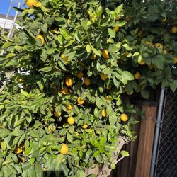 Organic Juicy Myers Lemon 