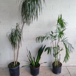 3 Live Potted Plants