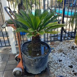 SAGO PALM TREES