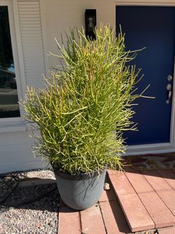 Large Fire Sticks Plant (Euphorbia tirucalli) - Over 5ft tall