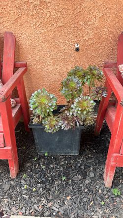 Plants for sale