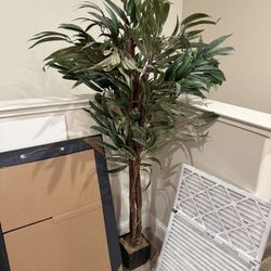 Ficus Tree 