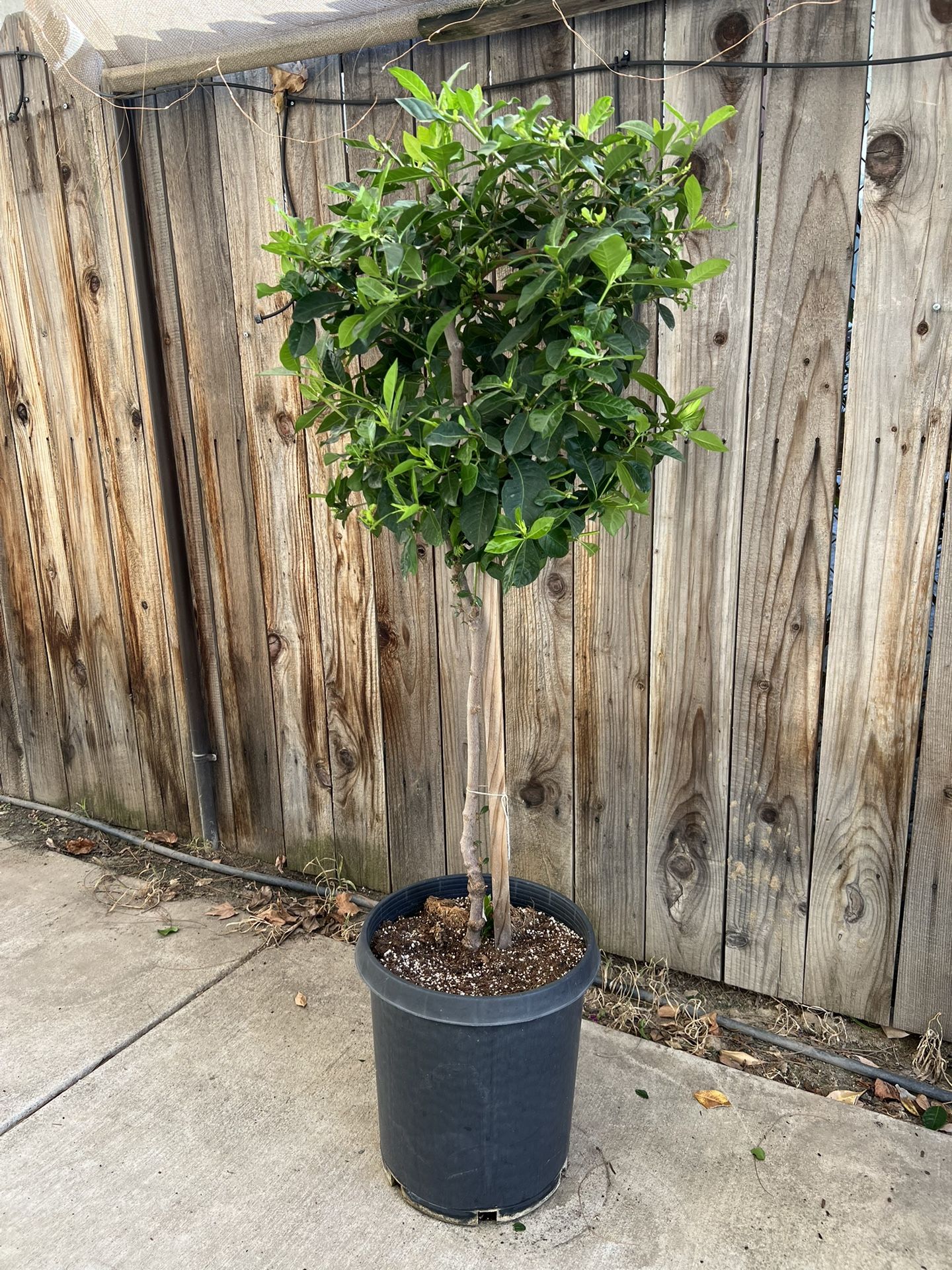 Gardenia Topiary Tree 5 Feet Tall In A 5 Gallon Pot