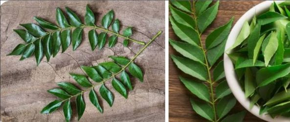 Curry leaves fresh