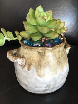 Real live succulents make great gifts