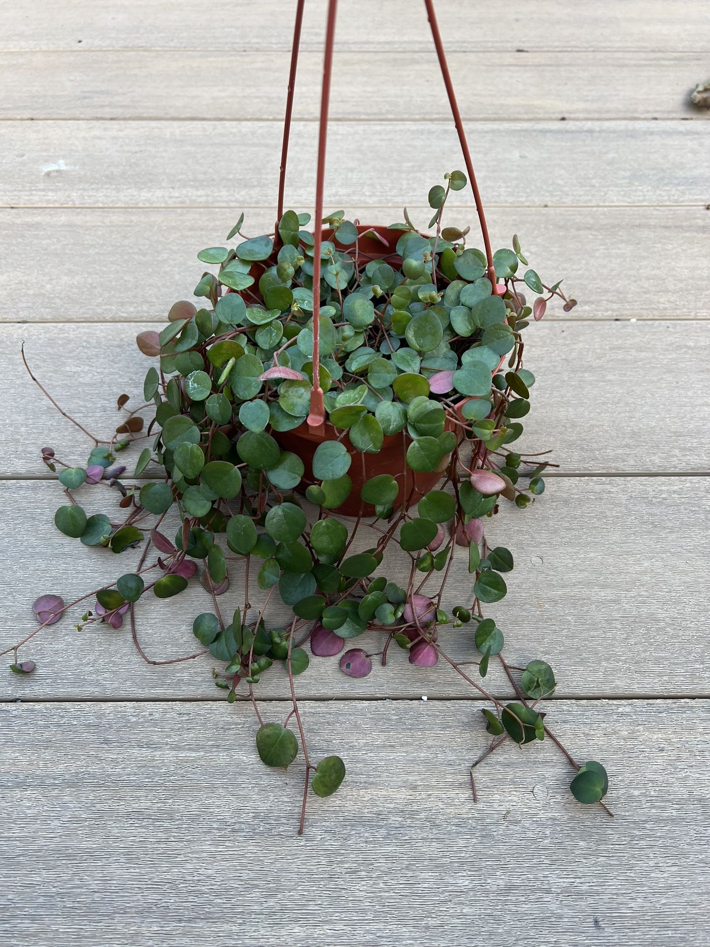 Peperomia Ruby Cascade, live plant comes in a 6” nursery pot. ✔️ profile for more 🪴
