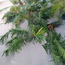 palmas recién cortadas diferentes  precios