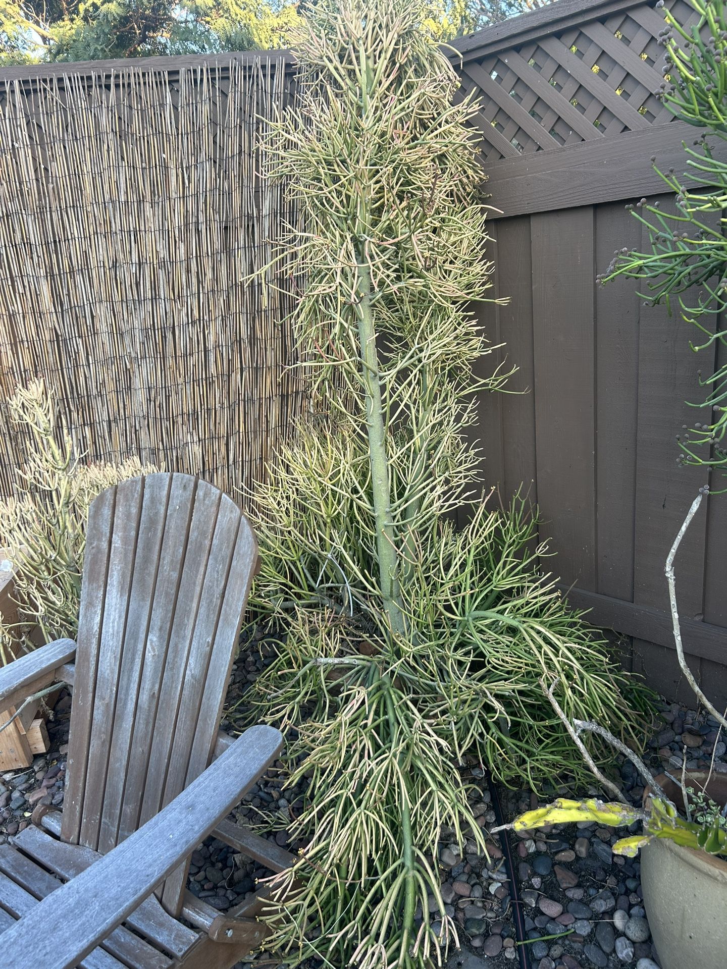 Free Fire Stick Plants!