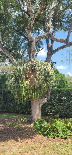 Beautiful and mature staghorn fern! Se Habla Español