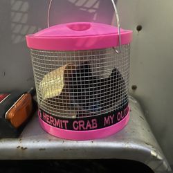 Hermit Crab 🐚 Cages For Beginners 