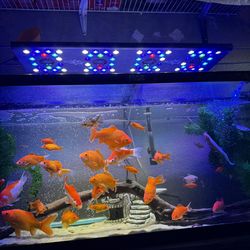 Salt water fish tank light