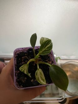 Small plant in 3 inch pot