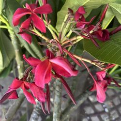 Plumeria Cuttings
