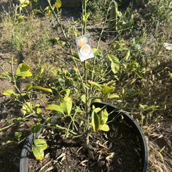 Meyer Lemon Tree In Pot