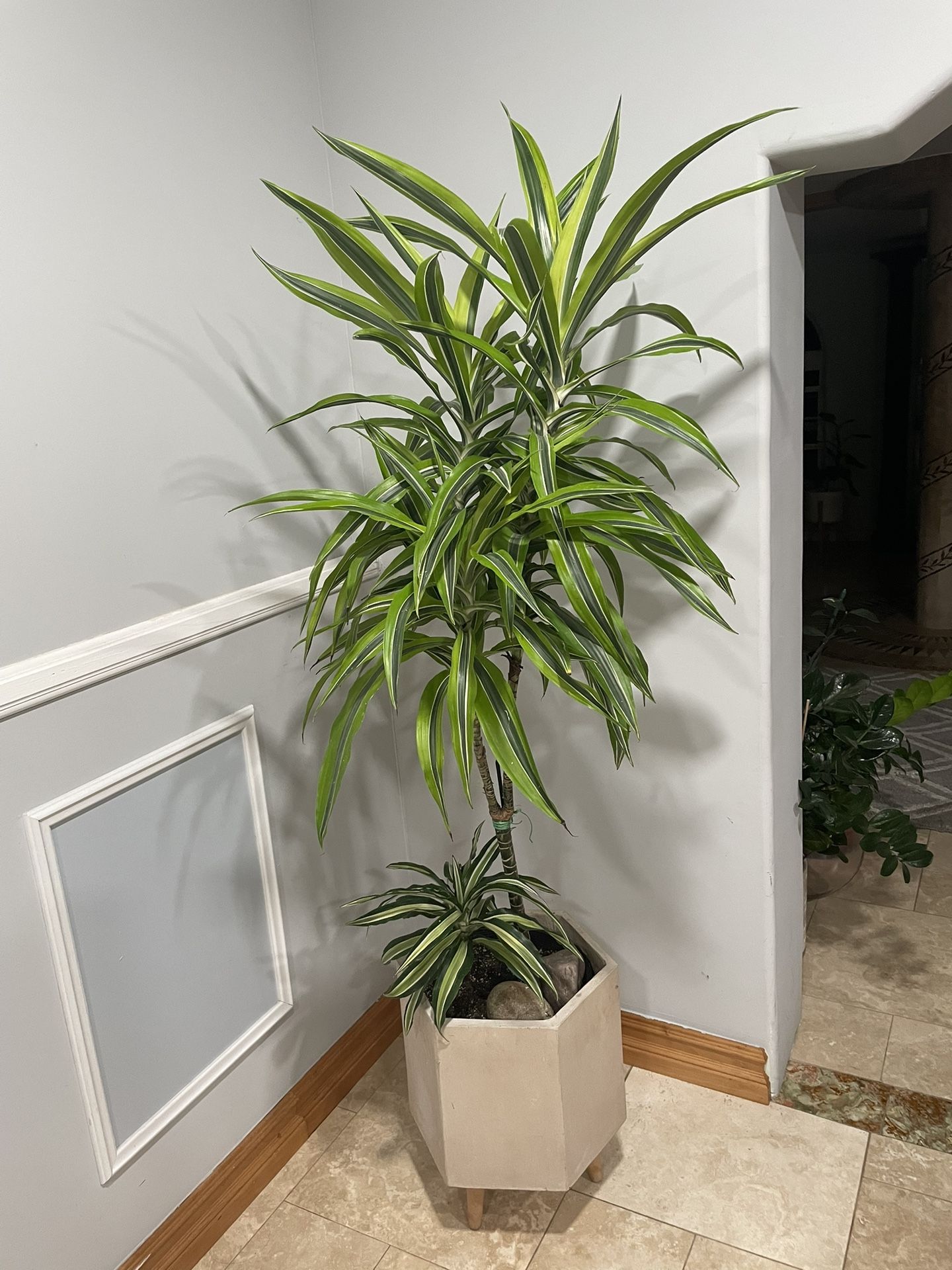 Dracaena Lemon Lime Plant