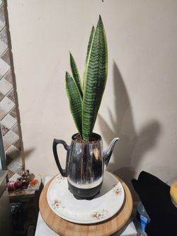 Beautiful snake plant 🪴 for only $15
