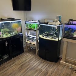 Fish Tanks With Everything Included