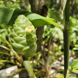 Shampoo Ginger, Pinecone Ginger, Bitter Ginger, Wild Ginger