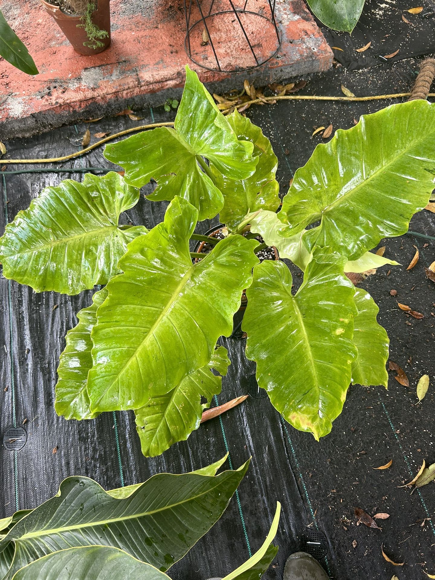 Philodendron Snowdrift Variegated