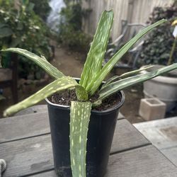Aloe Vera