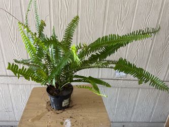 Planta natural $$10