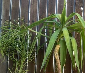 +2ft plants