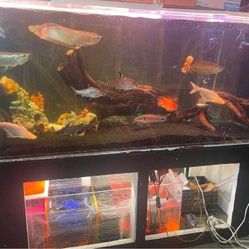 bit no Full Aquarium Tank - Spacious & Eye-Catching