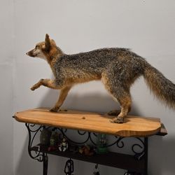 Taxidermy Fox With Base