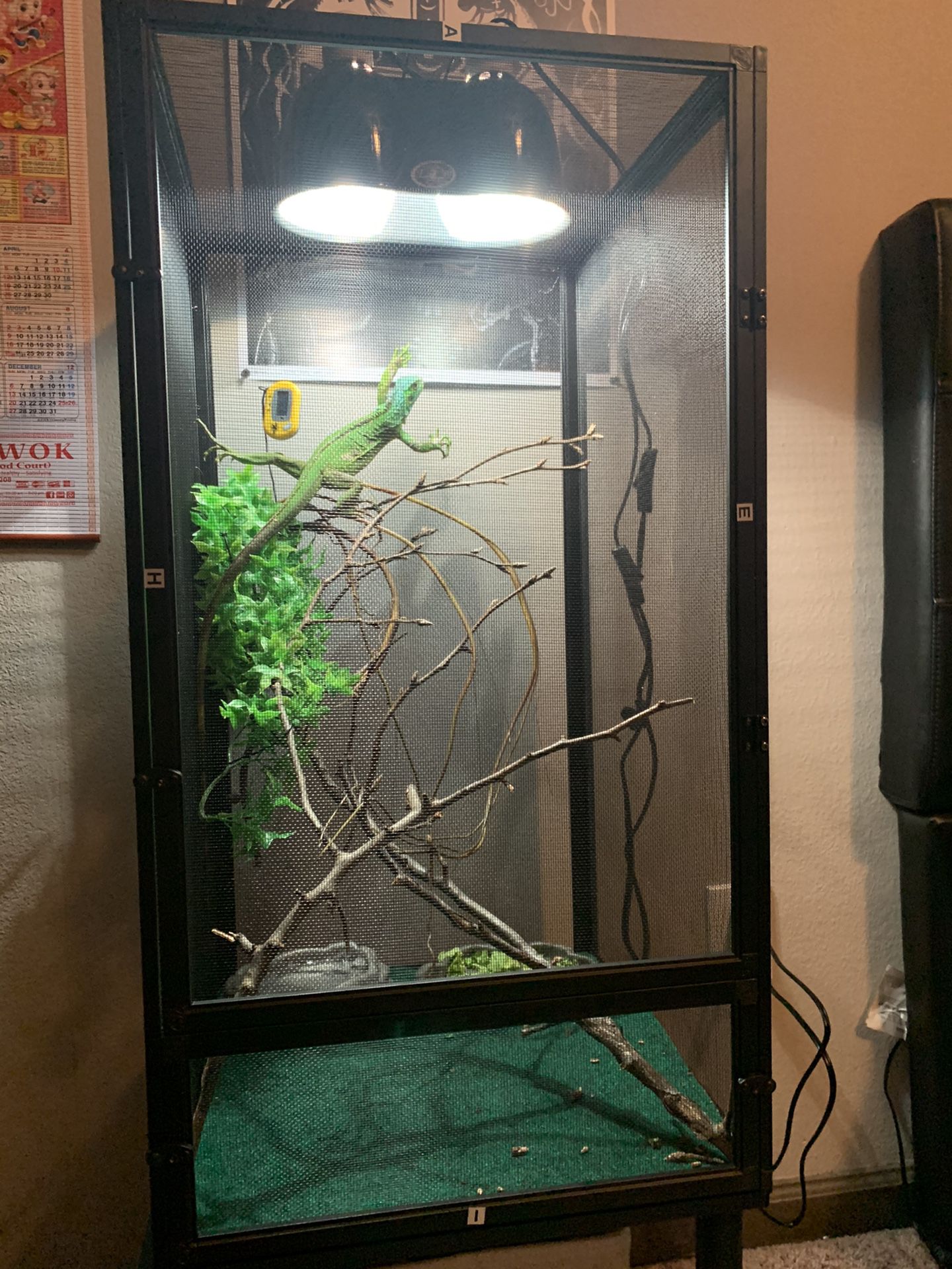 Iguana and cage for sale!