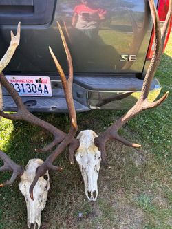 Elk antlers