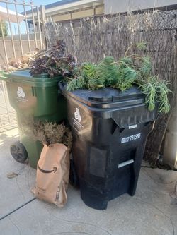 Succulent clippings