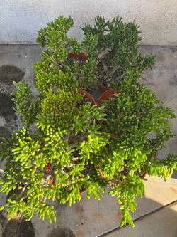 Hobbit succulents