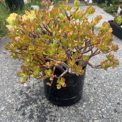 Plants 