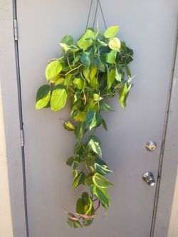 Philodendron Brasil Trailing House Plant 6” Hanging Pot