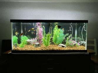 75 Gallon fish Tank With Stand, With Complete Set Up And FX6 Fluval Canister Filter