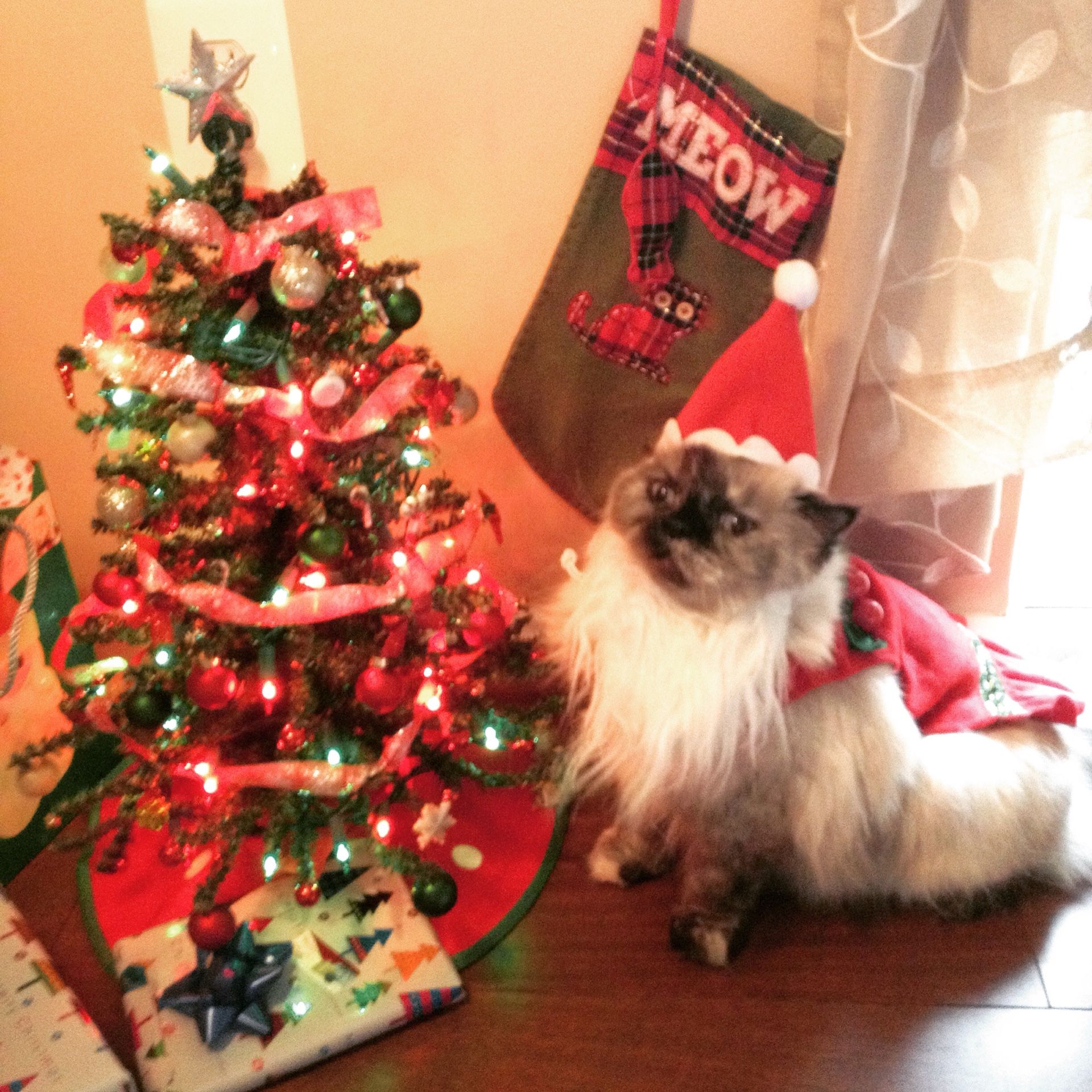 Christmas Santa pet costume