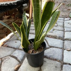 Mother In Law Tongue