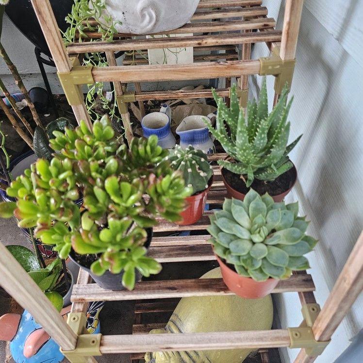 Succulent, And Cactus