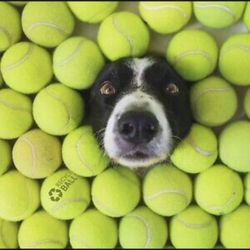 40 Tennis Balls 🎾