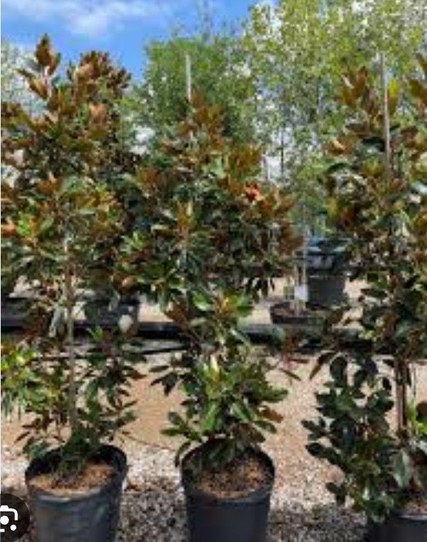 Magnolia Plants 4 & 6 Diameter Pots
