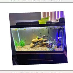 door interview Ready Aquarium Setup - Explore Amazing Water Life