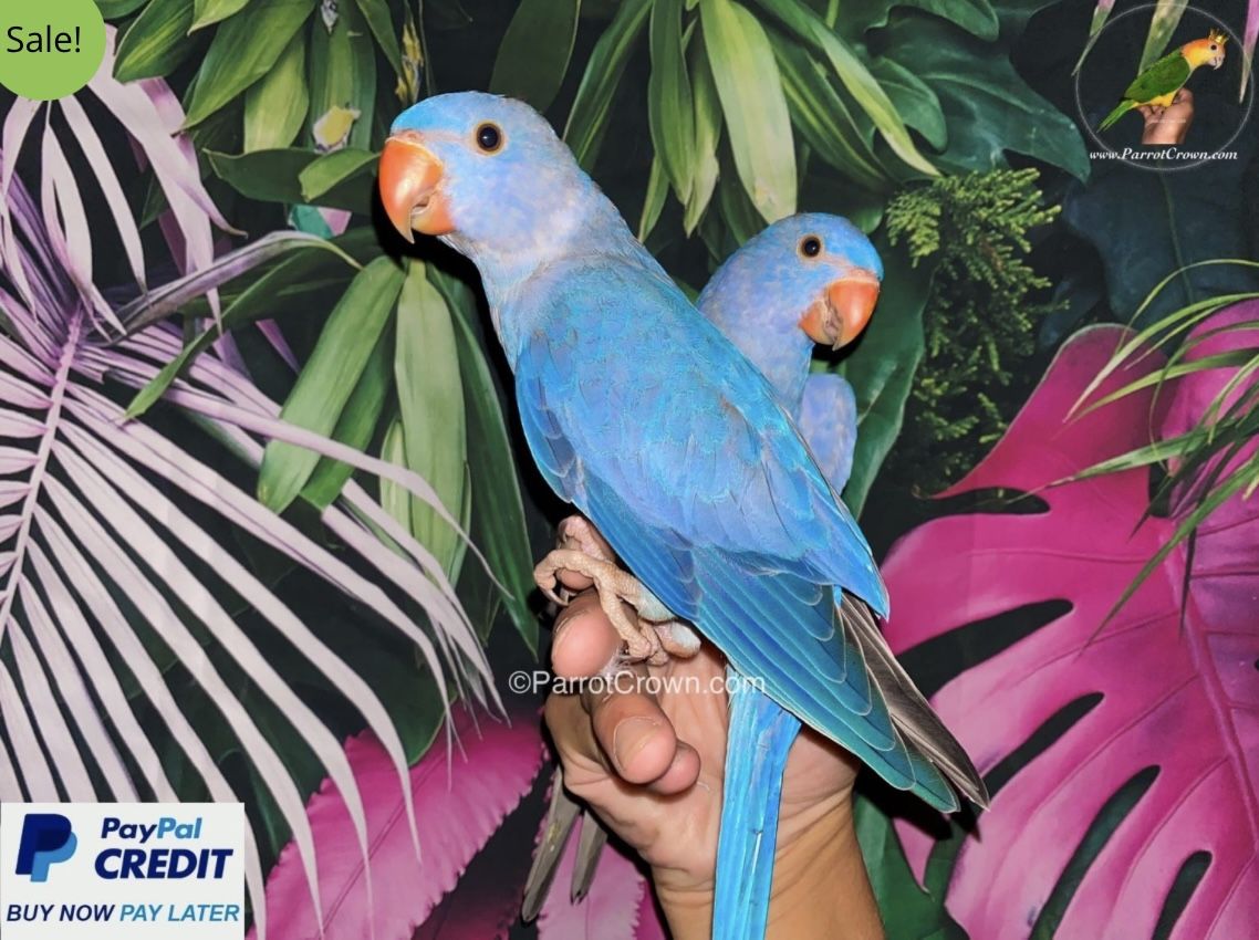 Violet Indian Ringneck