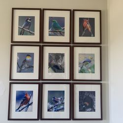 Photo Bird Collage In Pottery Barn Frames