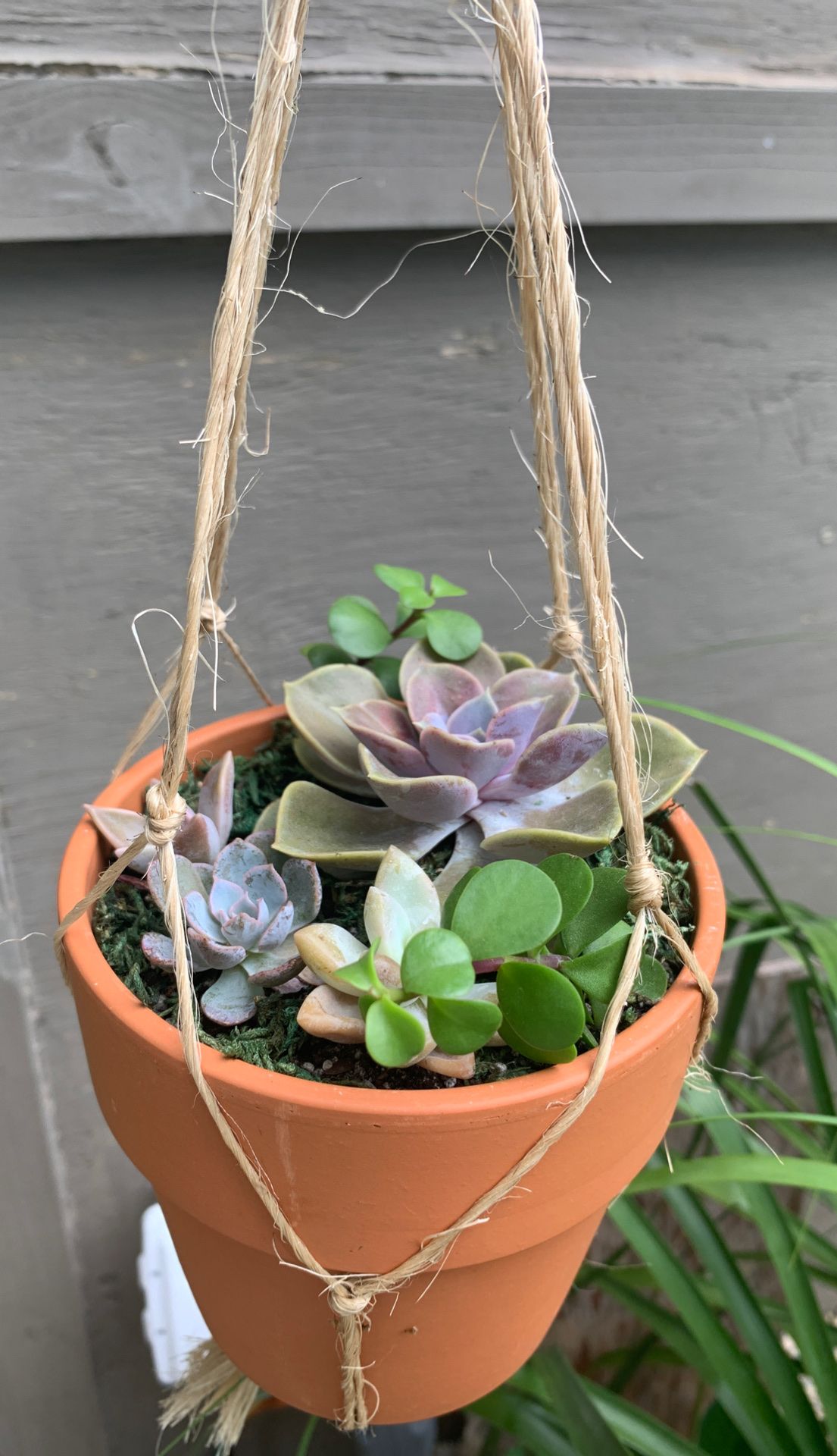 Succulents arrangement