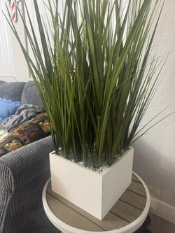 Plant